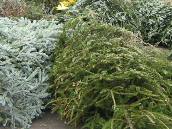 Piles of discarded Christmas trees ready for recycling.