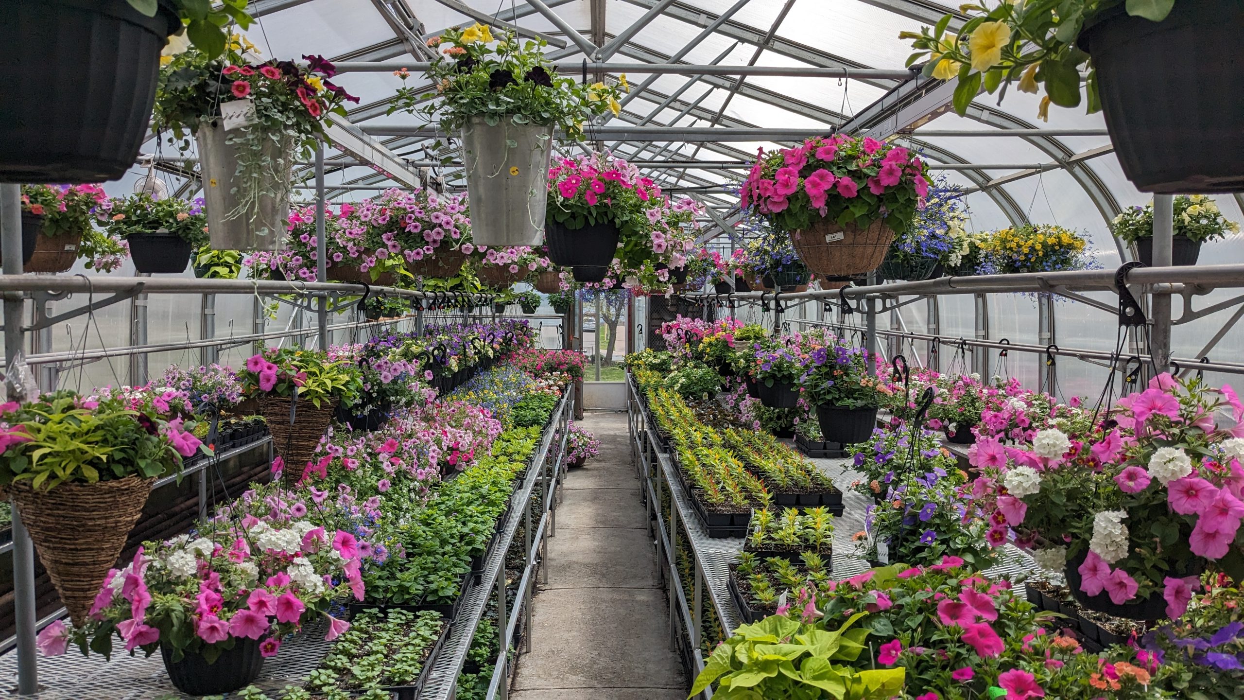 Violet Festival at Saint John Public Gardens
