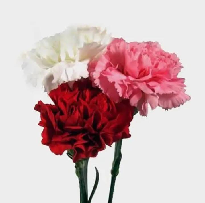 Saint John Fire Department Mothers Day Tribute