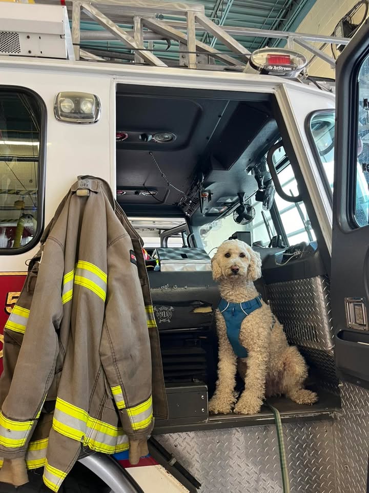 Jerry the poodle at Station 1