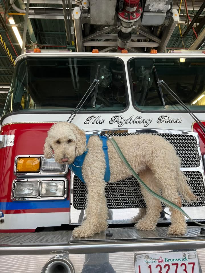 Jerry the poodle geared up