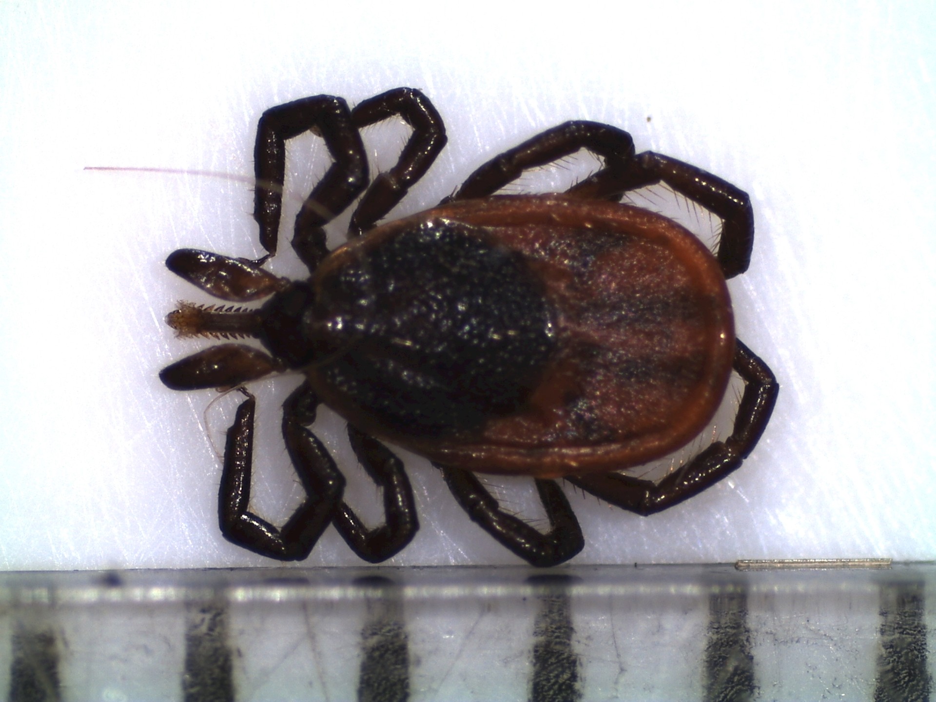 Black legged tick