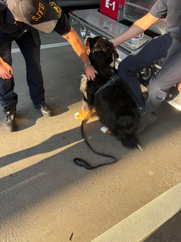 Barkley the dog getting pets from a firefighter