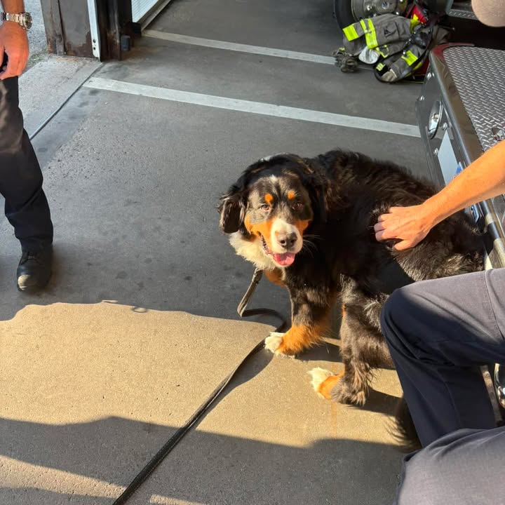 Barkley the dog visiting Saint John firefighters
