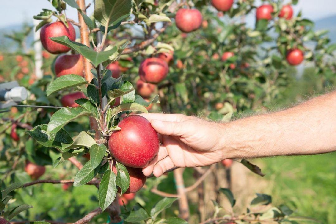 Apple Orchard Producer in Canada