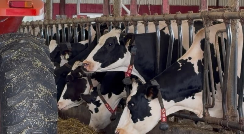 Cows on a New Brunswick farm